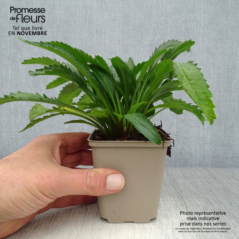 Esemplare di Leucanthemum superbum Real Neat - Margherita Vasetto da 8/9 cm come consegnato in autunno