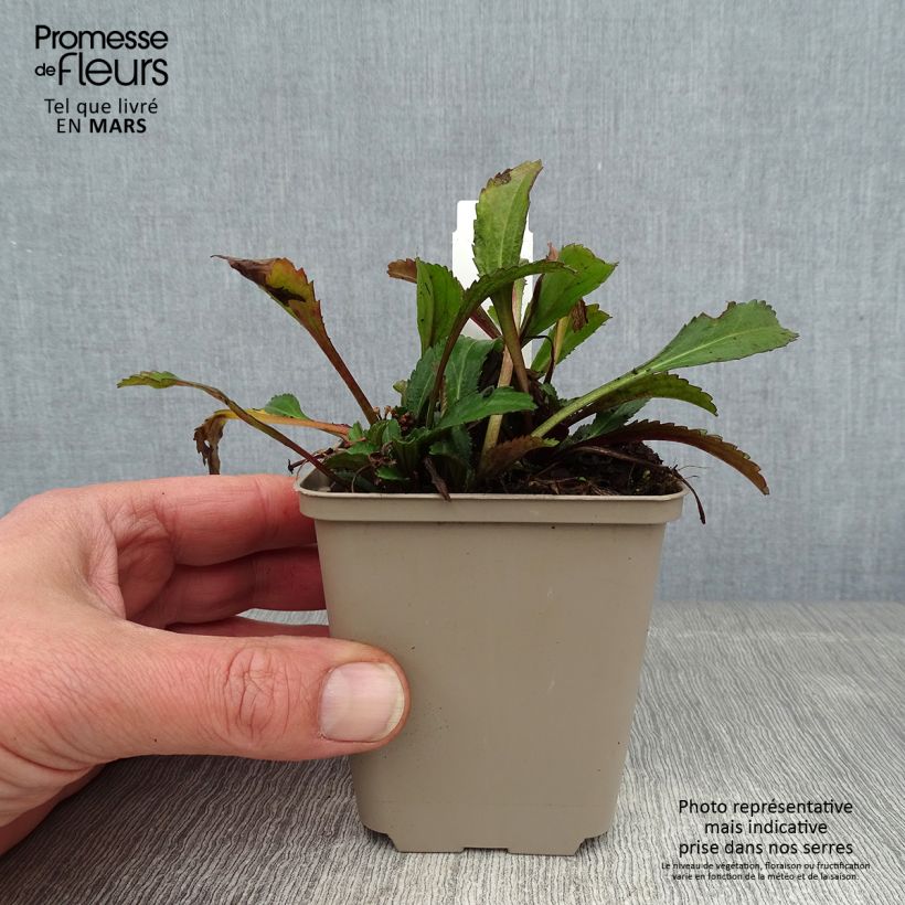 Leucanthemum superbum Real Neat - Margherita Vasetto da 8/9 cm esemplare consegnato in inverno