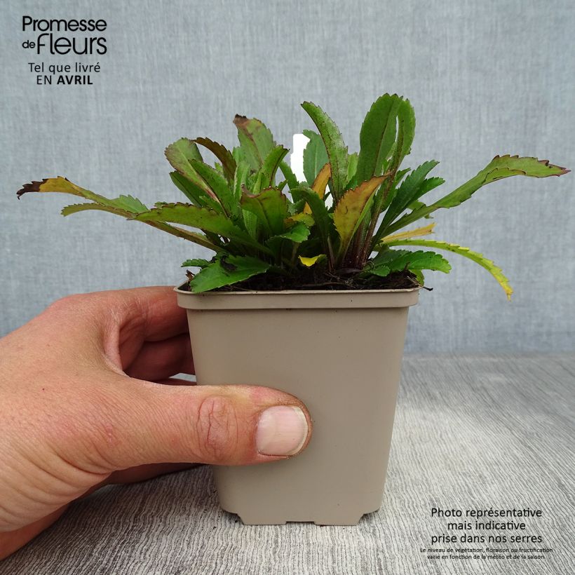 Leucanthemum superbum Real Neat - Margherita Vasetto da 8/9 cm esemplare consegnato in primavera