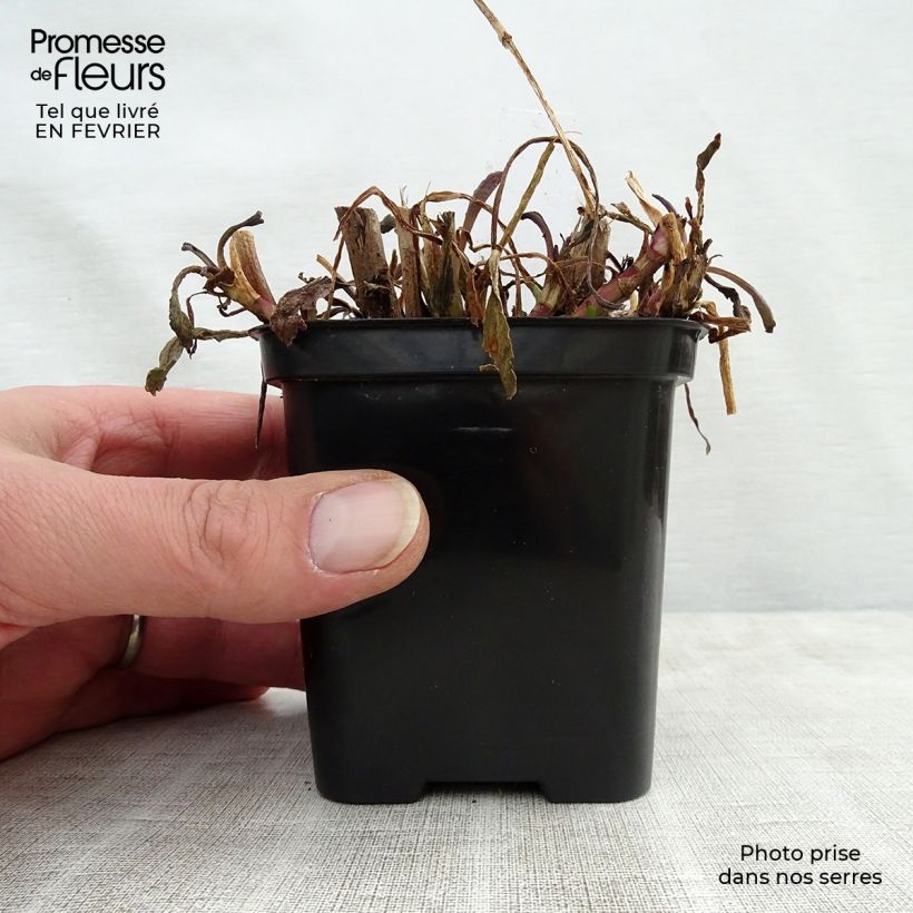 Leucanthemum superbum Shapcott Gossamer - Margherita Vasetto da 8/9 cm esemplare consegnato in inverno