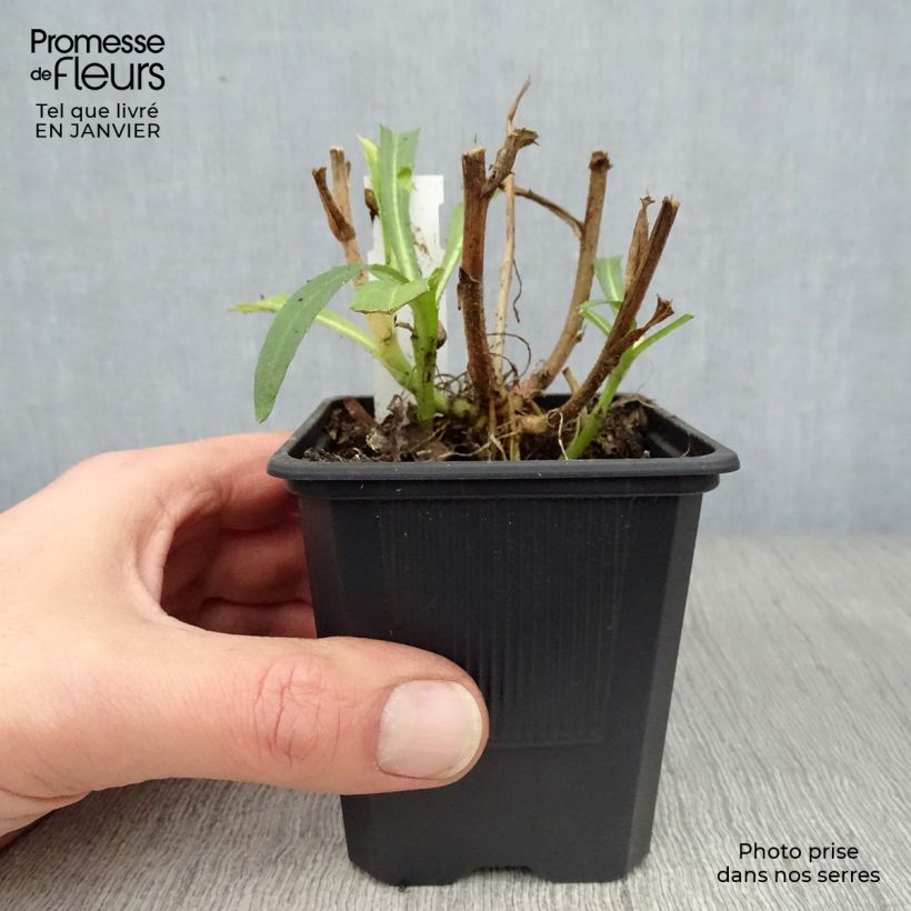 Leucanthemum superbum Victorian Secret - Margherita Vasetto da 8/9 cm esemplare consegnato in inverno