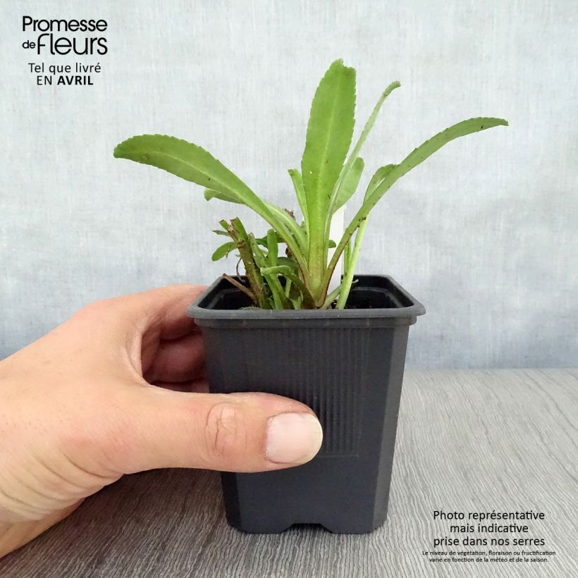 Leucanthemum superbum Victorian Secret - Margherita Vasetto da 8/9 cm esemplare consegnato in primavera