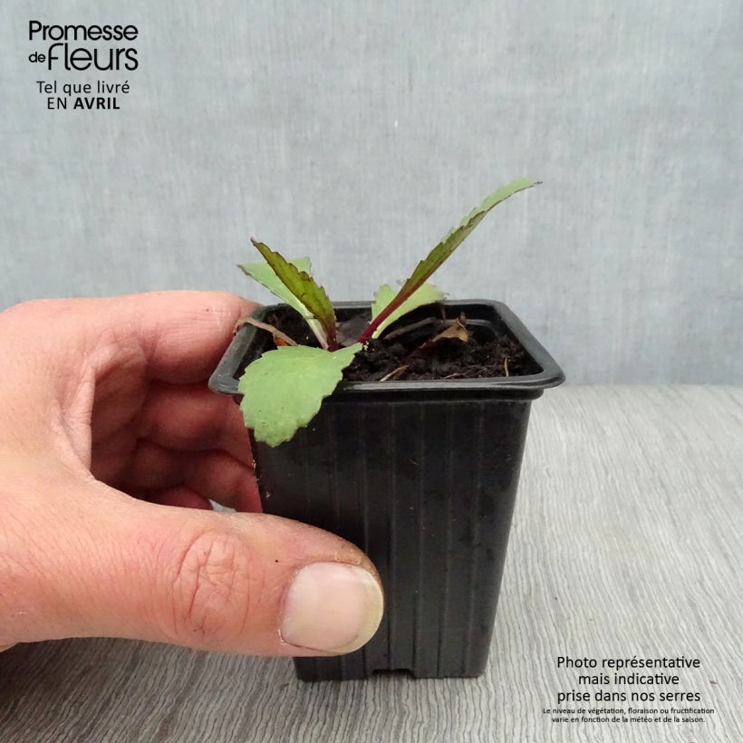 Leucanthemum superbum Etoile d'Anvers - Margherita Vasetto da 7/8 cm esemplare consegnato in primavera