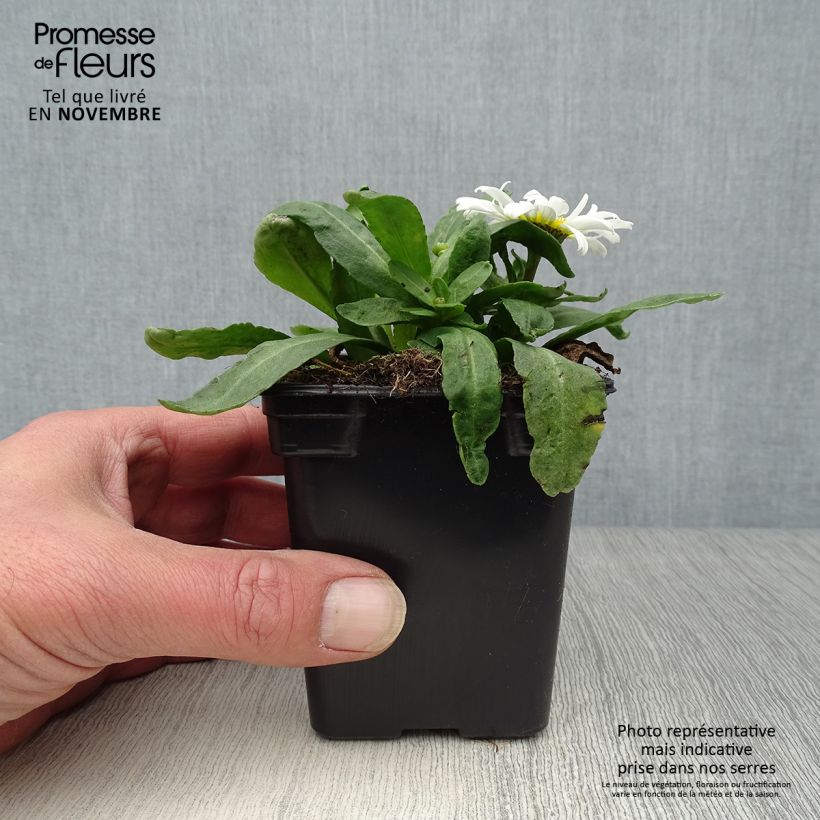 Esemplare di Leucanthemum superbum Etoile d'Anvers - Margherita Vasetto da 7/8 cm come consegnato in autunno