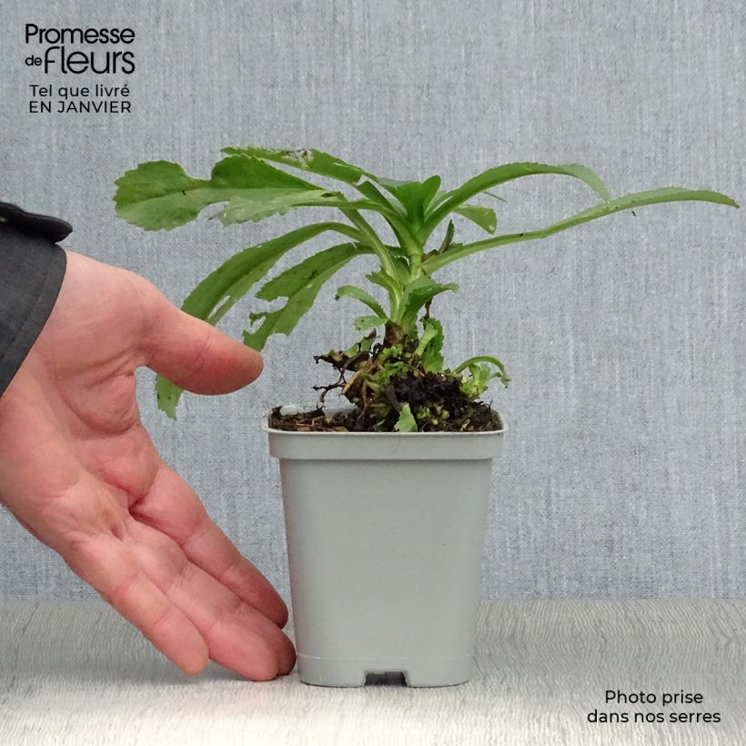 Leucanthemum superbum Becky - Margherita Vasetto da 8/9 cm esemplare consegnato in inverno