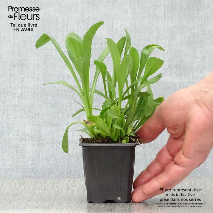 Leucanthemum superbum Becky - Margherita Vasetto da 8/9 cm esemplare consegnato in primavera