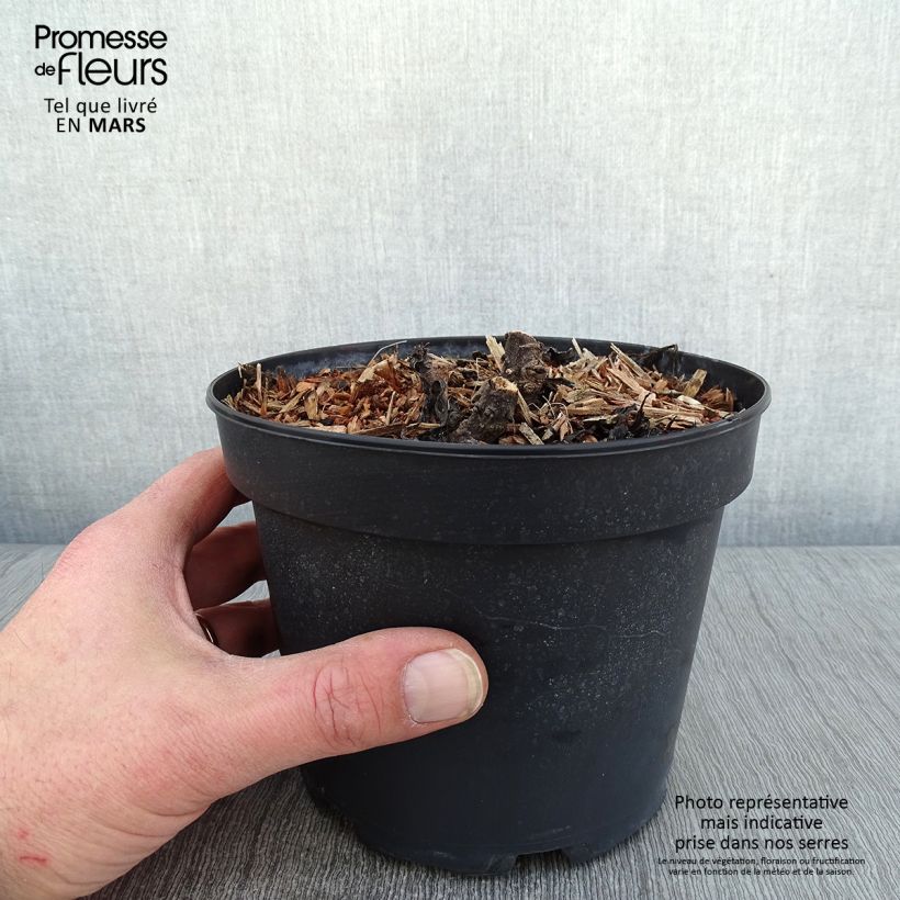 Leucanthemum superbum Becky - Margherita Vaso da 2L/3L esemplare consegnato in inverno