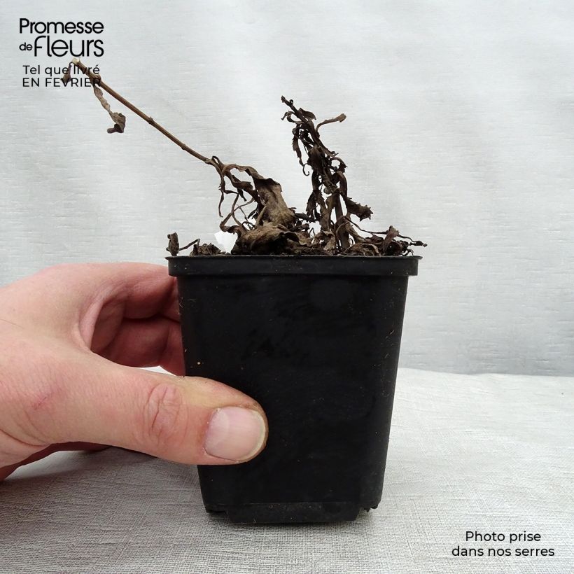 Leucanthemum superbum Christine Hagemann - Margherita Vasetto da 8/9 cm esemplare consegnato in inverno