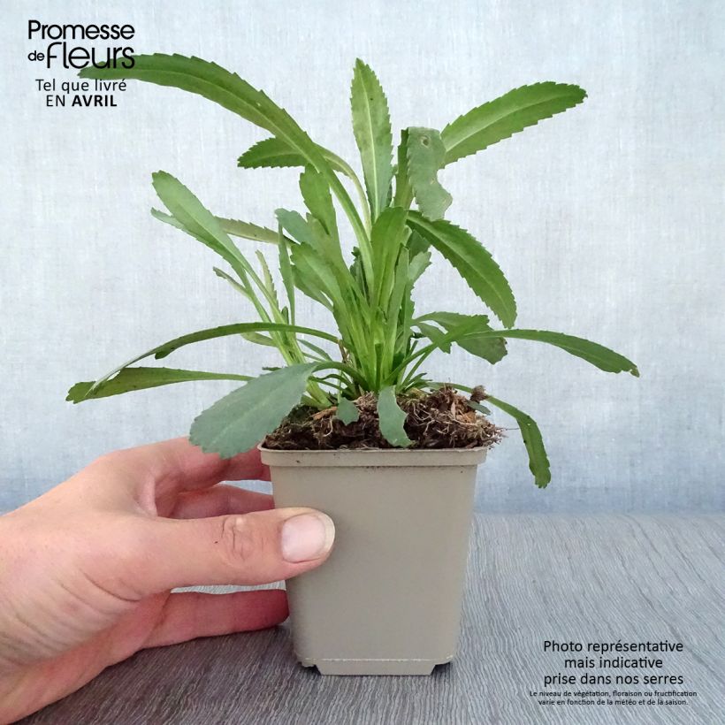 Leucanthemum superbum Christine Hagemann - Margherita Vasetto da 8/9 cm esemplare consegnato in primavera