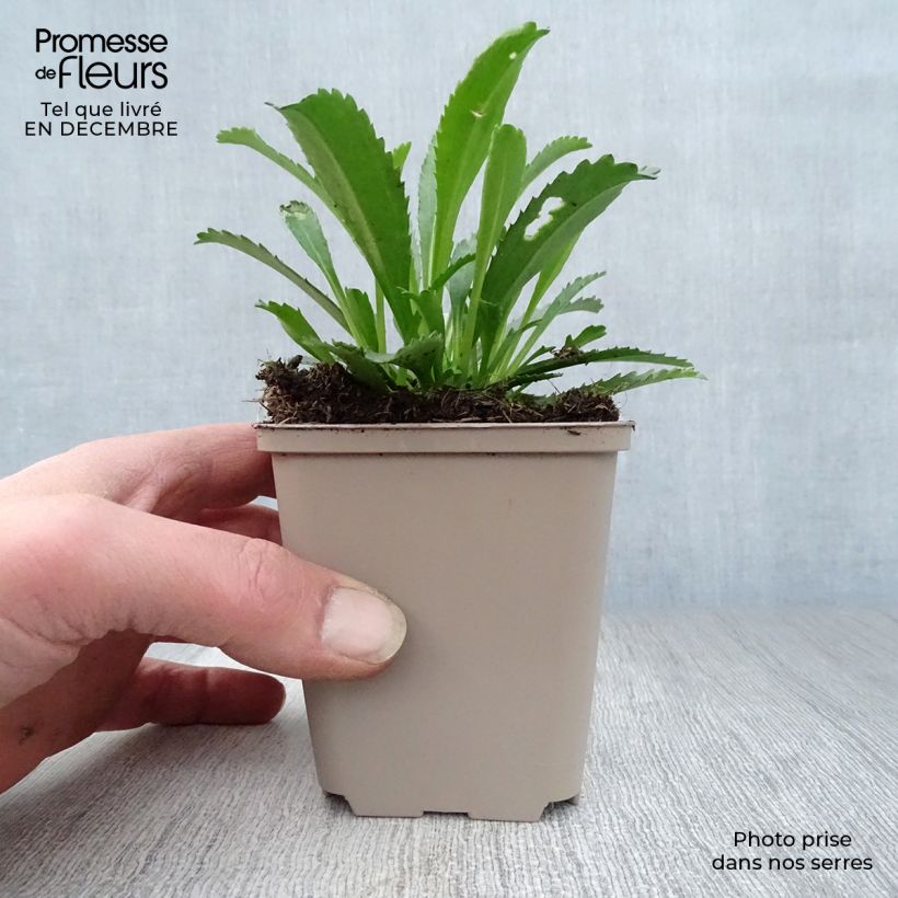 Leucanthemum superbum Goldfinch - Margherita Vasetto da 8/9 cm esemplare consegnato in inverno