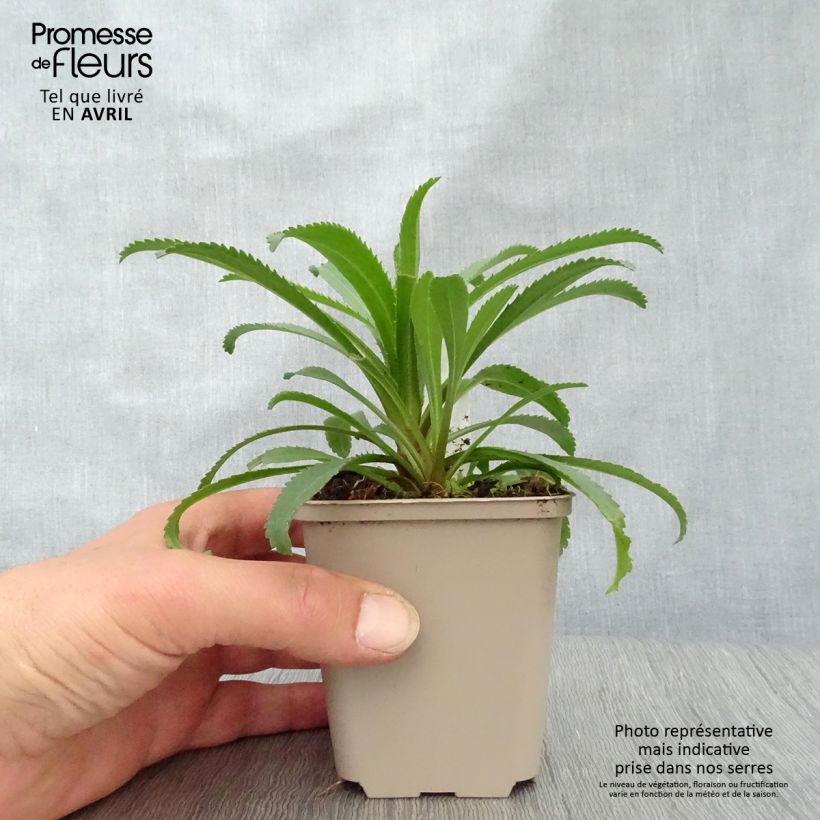 Leucanthemum superbum Goldfinch - Margherita Vasetto da 8/9 cm esemplare consegnato in primavera