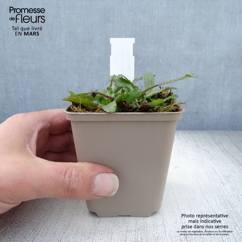 Leucanthemum superbum Luna - Margherita Vasetto da 8/9 cm esemplare consegnato in primavera