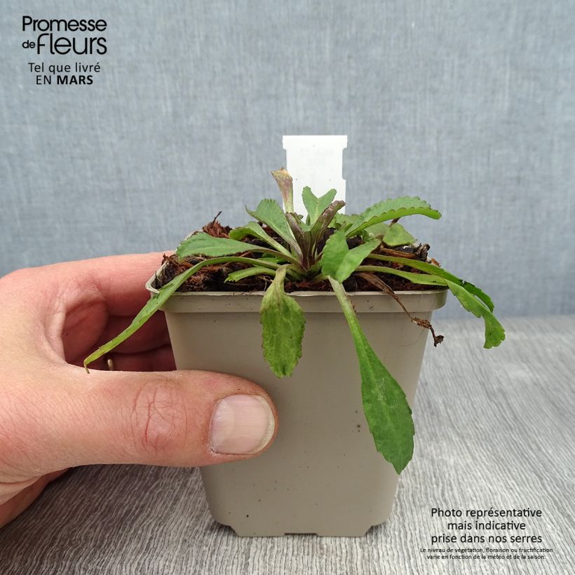 Leucanthemum superbum Old Court - Margherita Vasetto da 8/9 cm esemplare consegnato in inverno