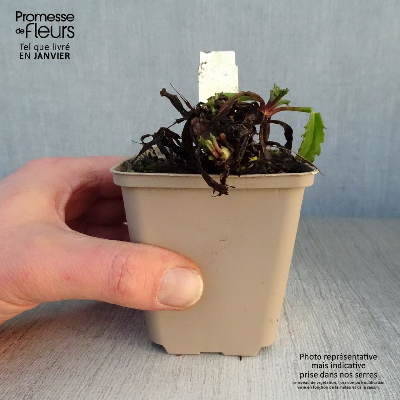 Leucanthemum superbum Real Galaxy - Margherita Vasetto da 8/9 cm esemplare consegnato in inverno