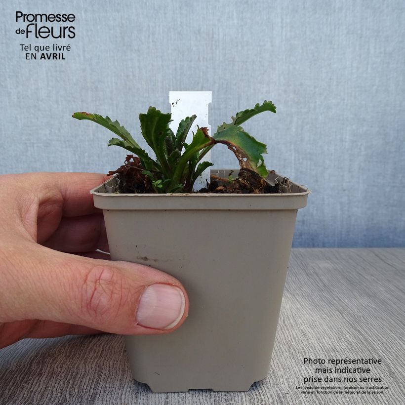 Leucanthemum superbum Real Galaxy - Margherita Vasetto da 8/9 cm esemplare consegnato in primavera