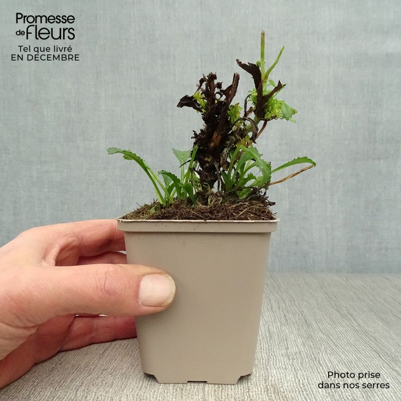 Leucanthemum superbum Real Glory - Margherita Vasetto da 8/9 cm esemplare consegnato in inverno