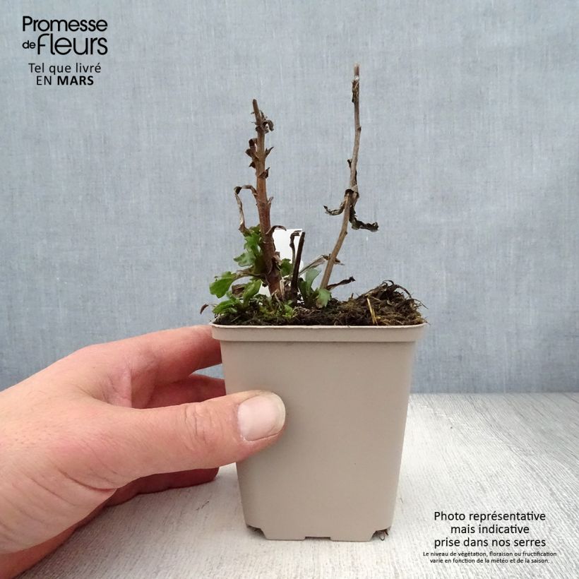 Leucanthemum superbum Real Glory - Margherita Vasetto da 8/9 cm esemplare consegnato in primavera