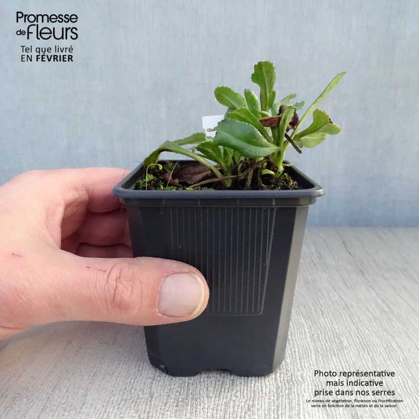 Leucanthemum superbum Sonnenschein - Margherita Vasetto da 8/9 cm esemplare consegnato in inverno