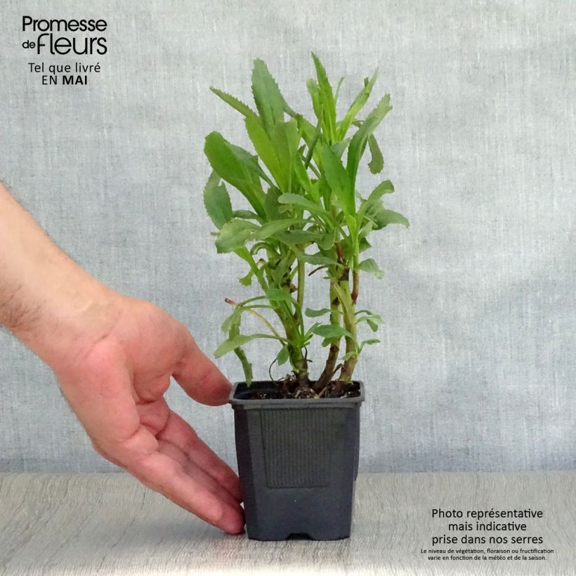 Leucanthemum superbum Sonnenschein - Margherita Vasetto da 8/9 cm esemplare consegnato in primavera