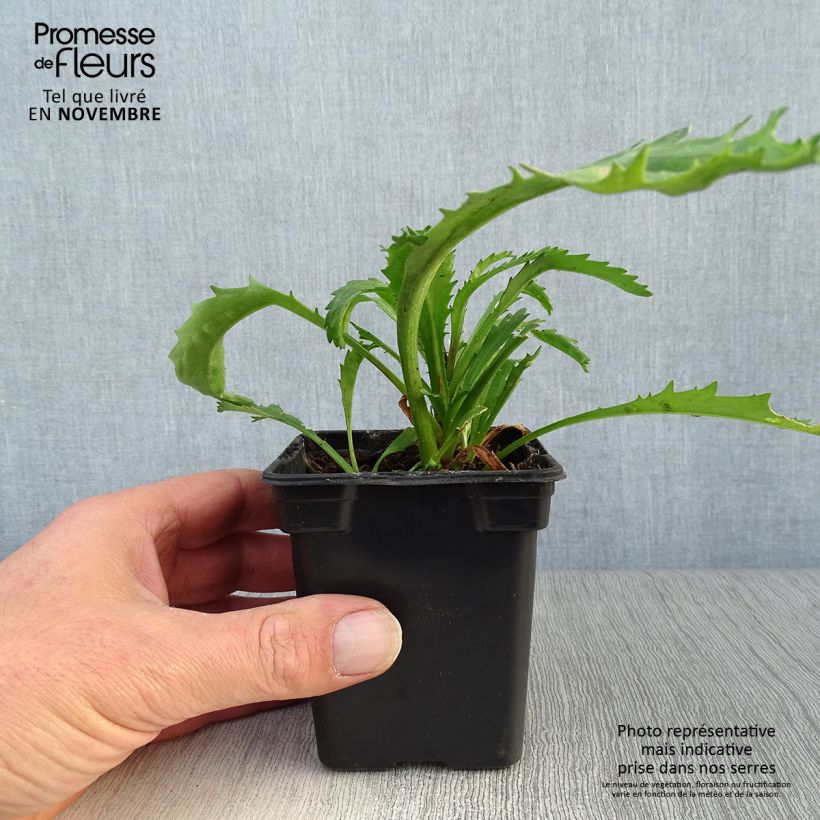Esemplare di Leucanthemum superbum Wirral Supreme - Margherita Vasetto da 7/8 cm come consegnato in autunno