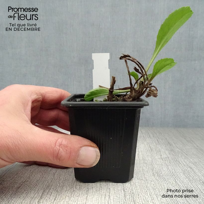 Leucanthemum superbum Wirral Supreme - Margherita Vasetto da 7/8 cm esemplare consegnato in inverno