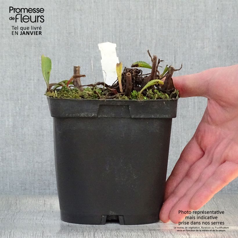 Leucanthemum superbum Wirral Supreme - Margherita Vaso da 2L/3L esemplare consegnato in inverno