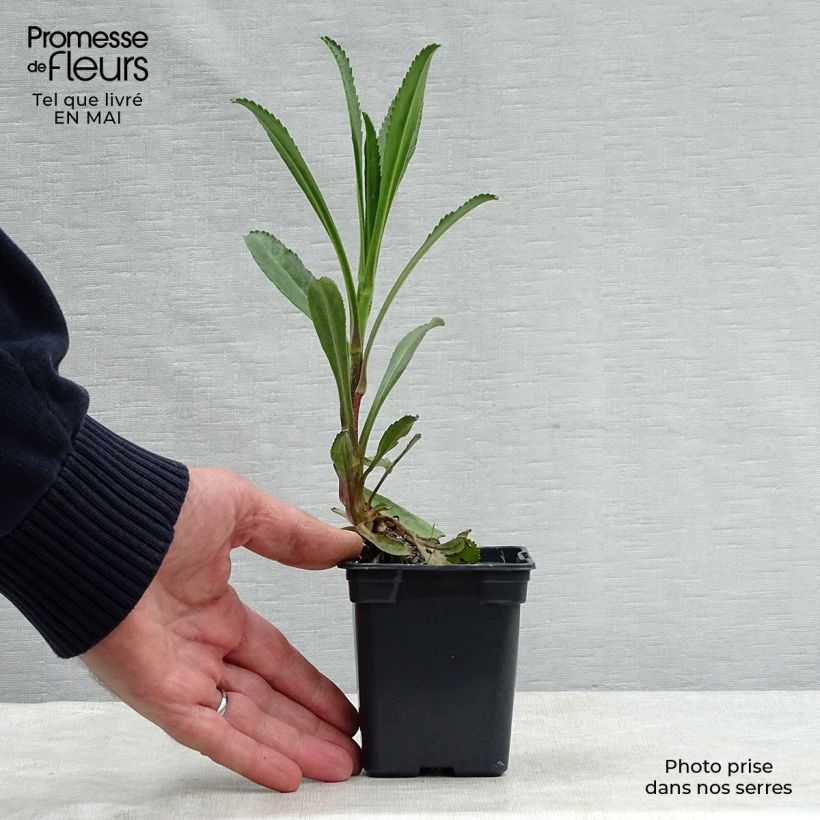 Leucanthemum superbum Wirral Supreme - Margherita Vasetto da 7/8 cm esemplare consegnato in primavera