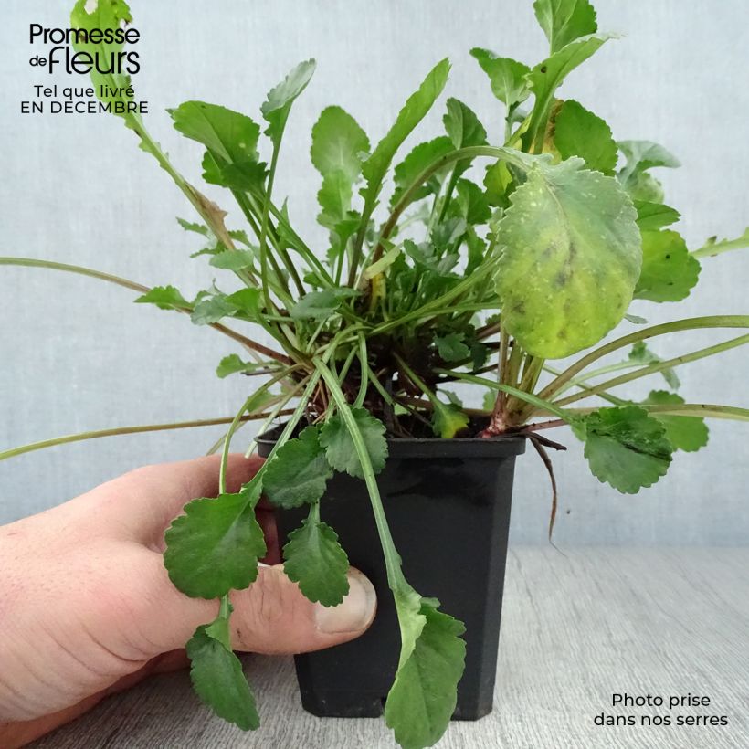 Leucanthemum vulgare Maikonigin - Margherita comune Vasetto da 8/9 cm esemplare consegnato in inverno