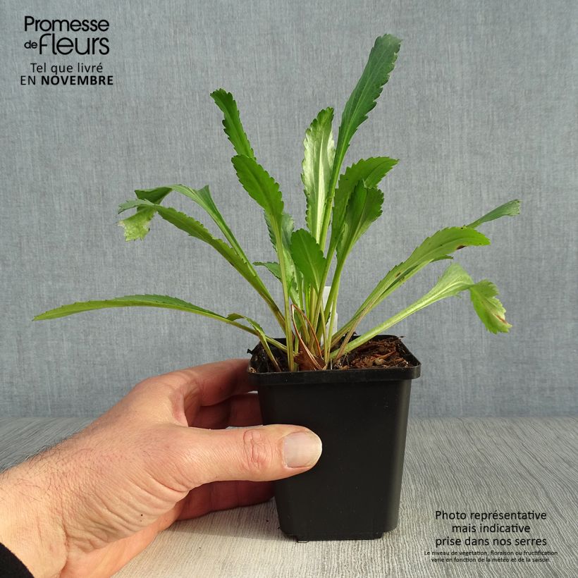 Esemplare di Leucanthemum vulgare - Margherita comune Vasetto da 8/9 cm come consegnato in autunno