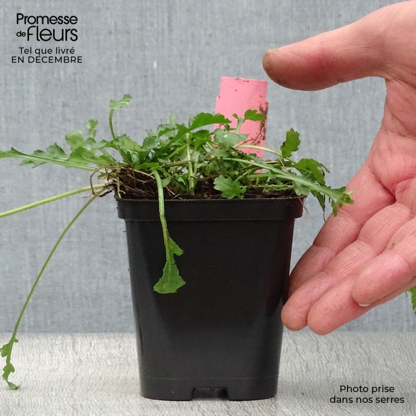 Leucanthemum vulgare - Margherita comune Vasetto da 8/9 cm esemplare consegnato in inverno