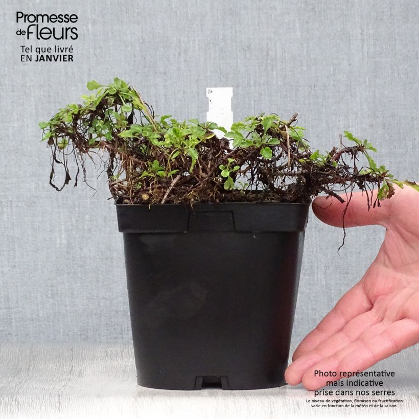 Leucanthemum vulgare - Margherita comune Vaso da 2L/3L esemplare consegnato in inverno