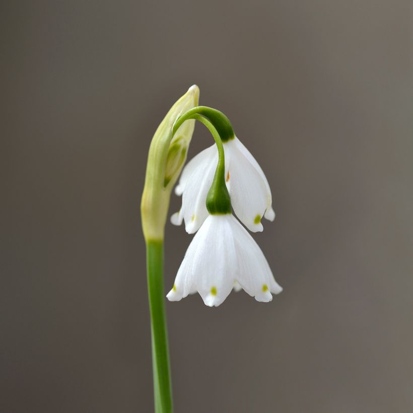 Leucojum aestivum Bridesmaid - Campanelle maggiori (Fioritura)