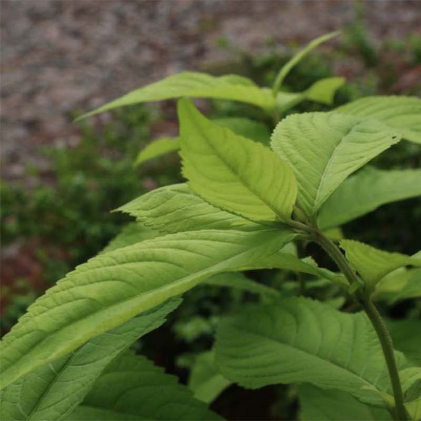 Leucosceptrum japonicum Golden Angel - Leucosceptrum japonicum (Fogliame)