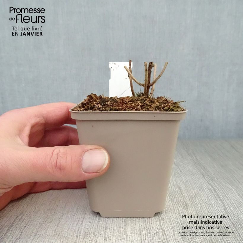 Leucosceptrum japonicum Golden Angel - Leucosceptrum japonicum Vasetto da 8/9 cm esemplare consegnato in inverno