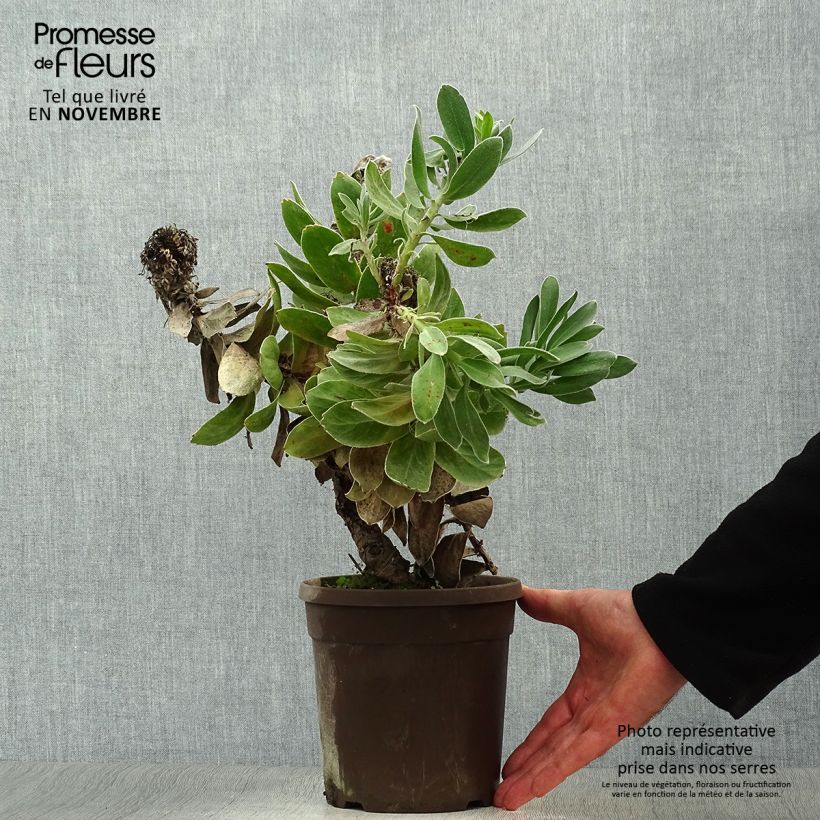 Esemplare di Leucospermum Copper Carnival Vaso da 2L/3L come consegnato in autunno