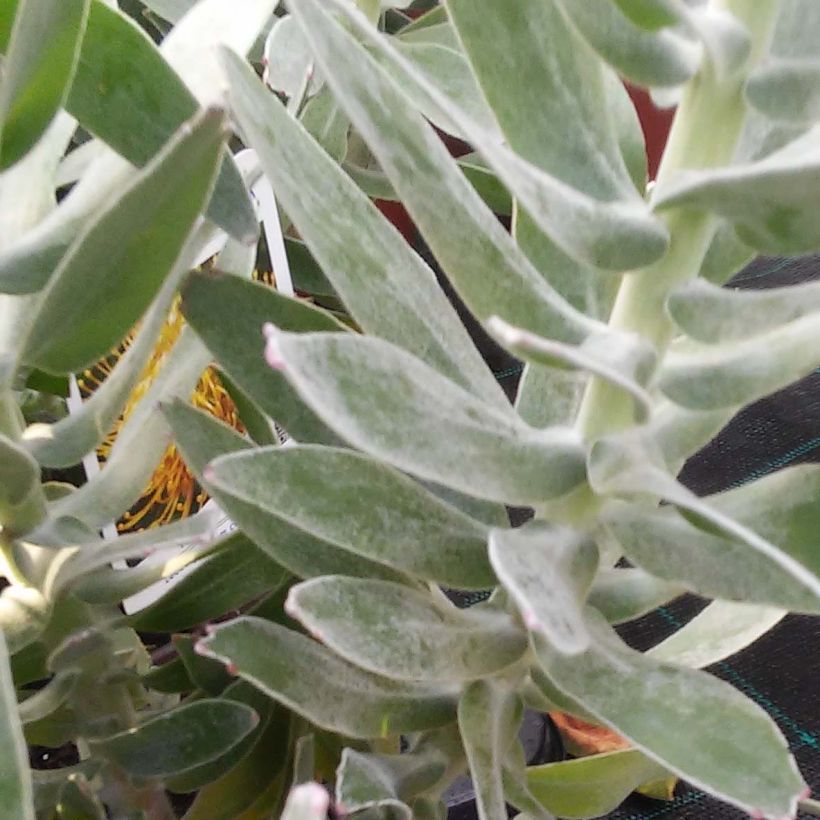 Leucospermum Yellow Carnival (Fogliame)