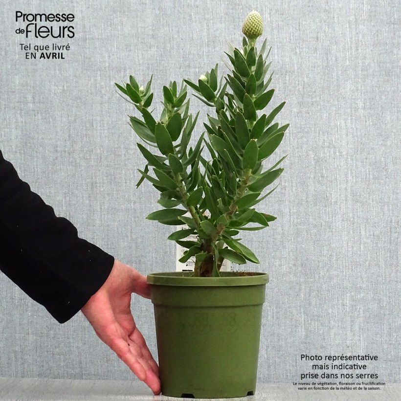 Leucospermum Yellow Carnival Vaso da 2L/3L esemplare consegnato in primavera