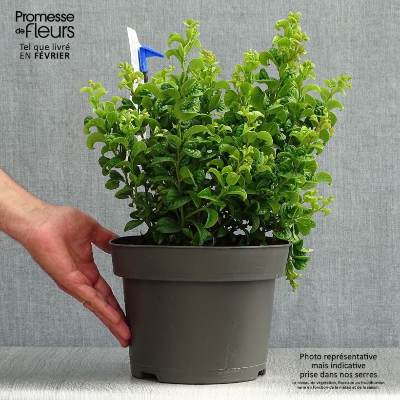 Esemplare di Leucothoe axillaris Curly Gold Vaso da 2L/3L come consegnato in autunno