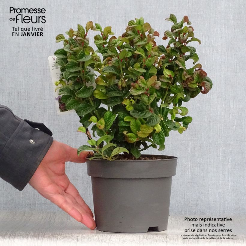 Leucothoe axillaris Curly Red Vaso da 2L/3L esemplare consegnato in inverno