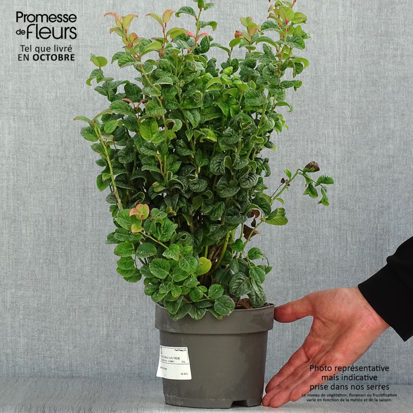Esemplare di Leucothoe axillaris Curly Red Vaso da 2L/3L come consegnato in autunno