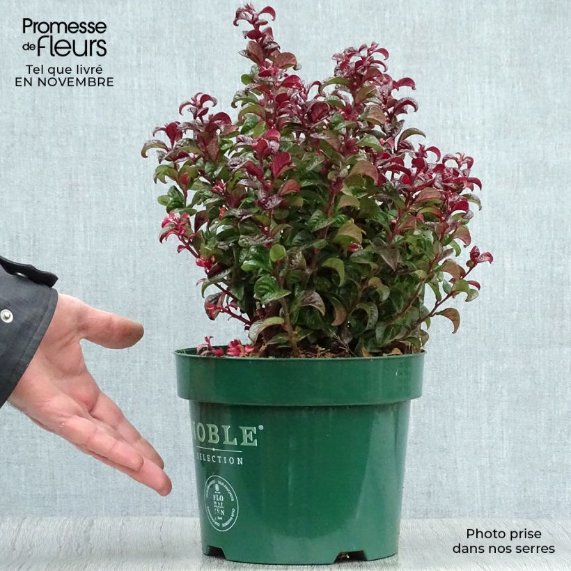 Esemplare di Leucothoe axillaris Twisting Red Vaso da 3L/4L come consegnato in autunno