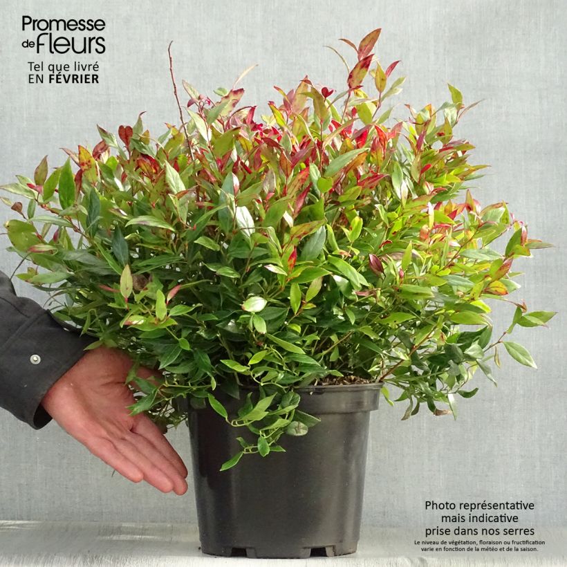 Leucothoe fontanesiana Little Flames Vaso da 4L/5L esemplare consegnato in inverno
