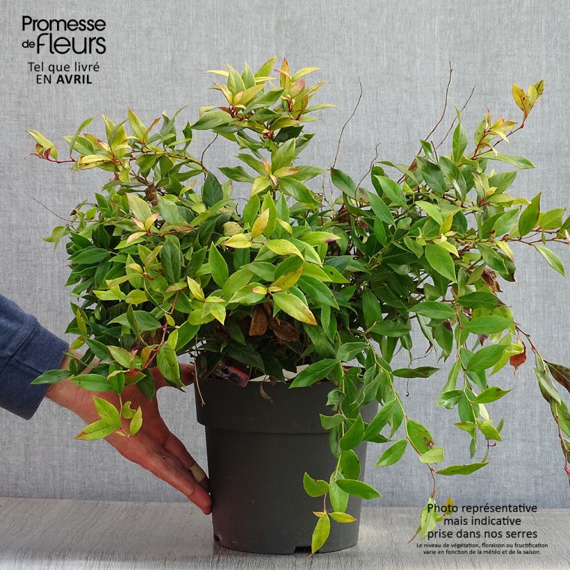 Leucothoe fontanesiana Little Flames Vaso da 4L/5L esemplare consegnato in primavera