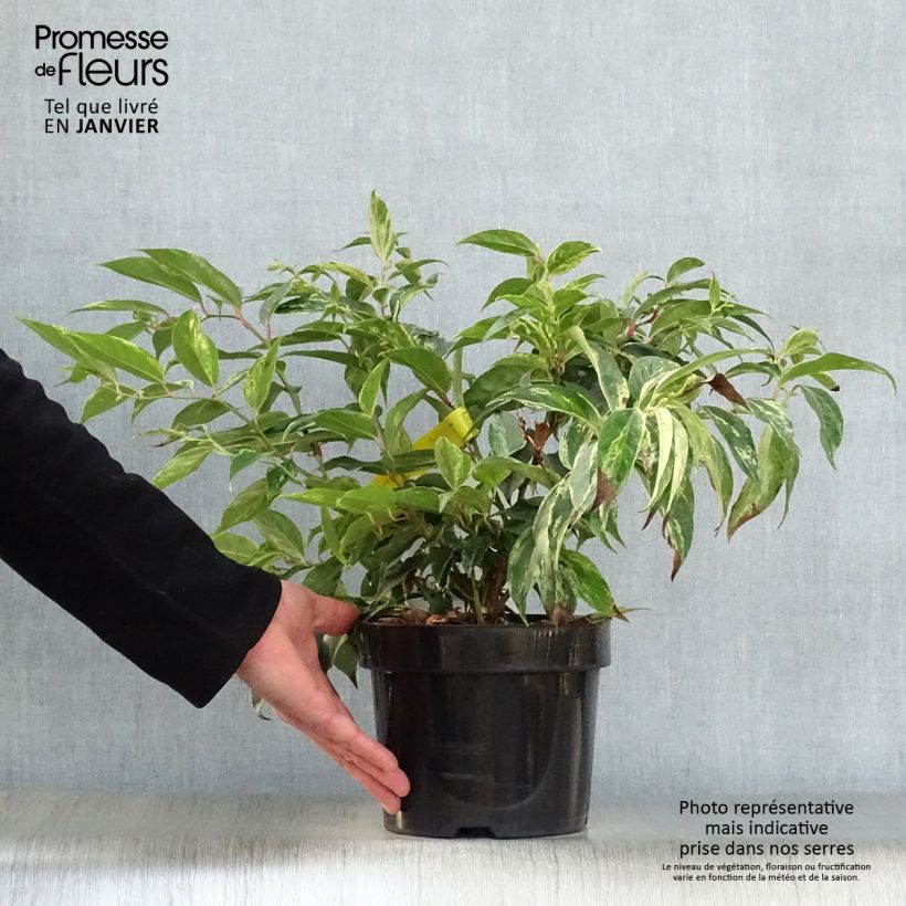 Leucothoe fontanesiana Rainbow Vaso da 2L/3L esemplare consegnato in inverno