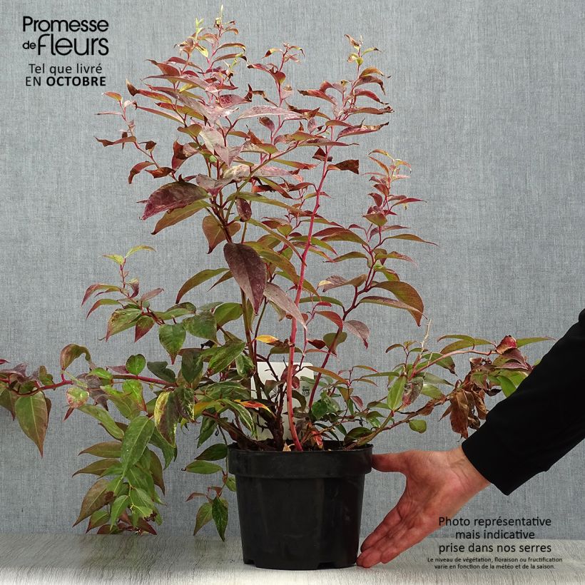 Esemplare di Leucothoe fontanesiana Rainbow Vaso da 2L/3L come consegnato in autunno