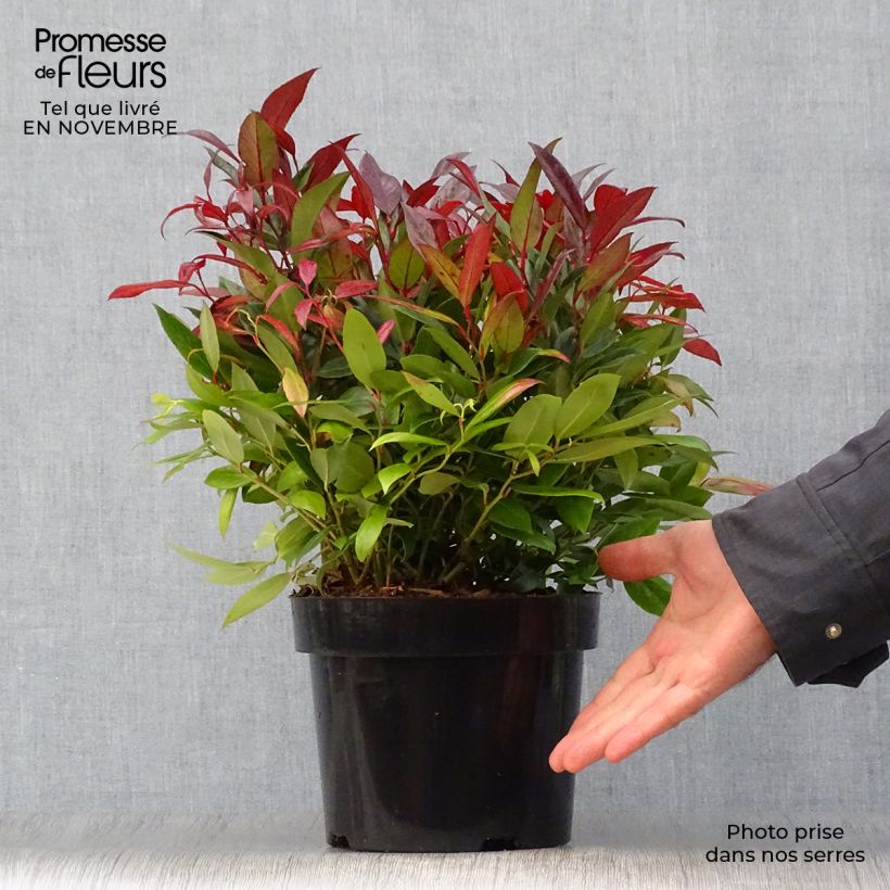 Esemplare di Leucothoe fontanesiana Scarletta Vaso da 2L/3L come consegnato in autunno