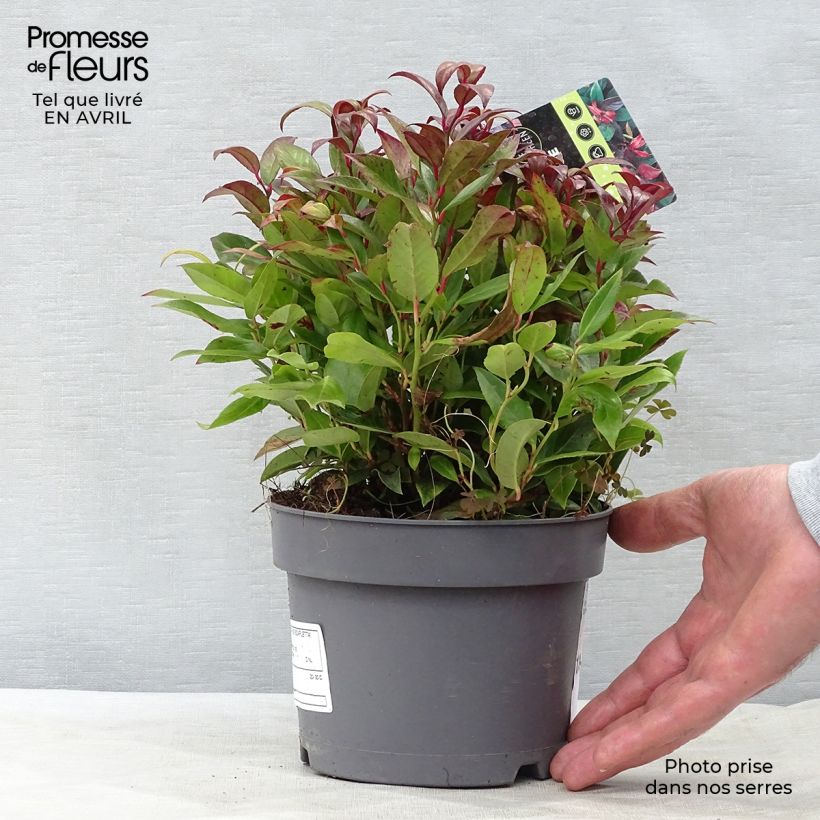 Leucothoe fontanesiana Scarletta Vaso da 2L/3L esemplare consegnato in primavera