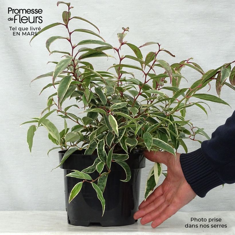 Leucothoe fontanesiana Whitewater Vaso da 2L/3L esemplare consegnato in primavera