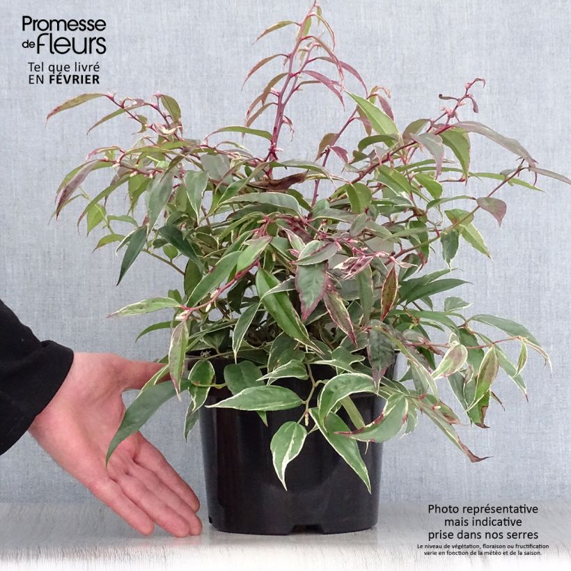Leucothoe fontanesiana Whitewater Vaso da 2L/3L esemplare consegnato in inverno