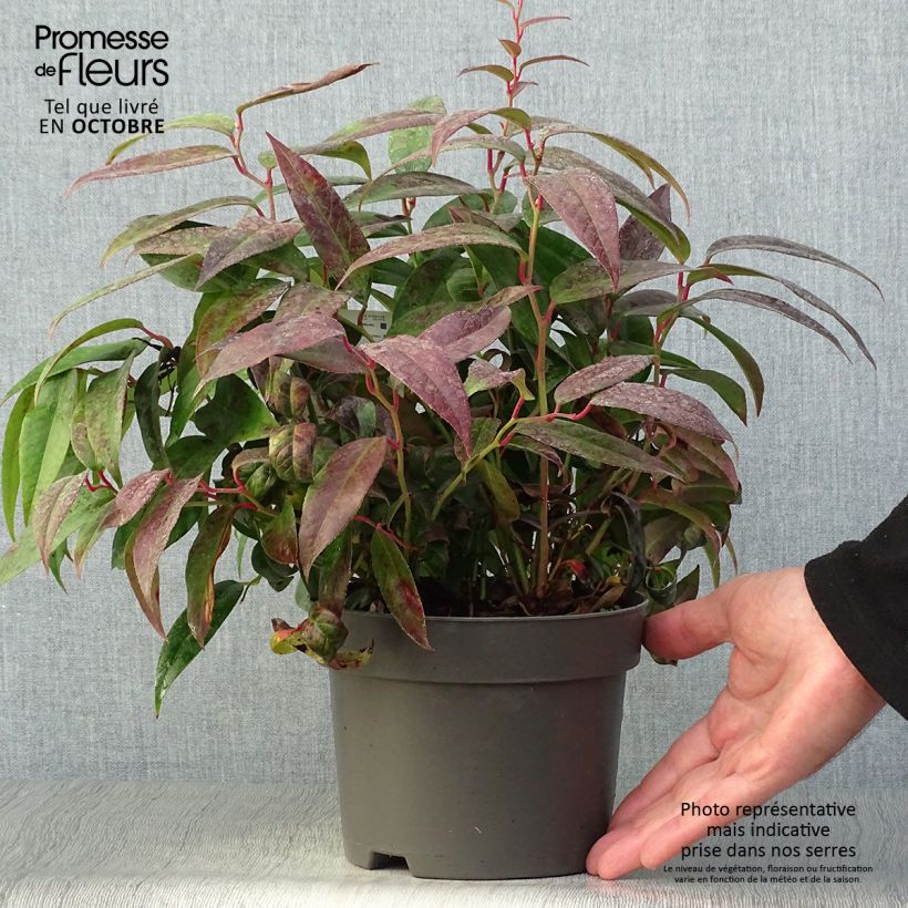 Esemplare di Leucothoe fontanesiana Zebonard Vaso da 2L/3L come consegnato in autunno